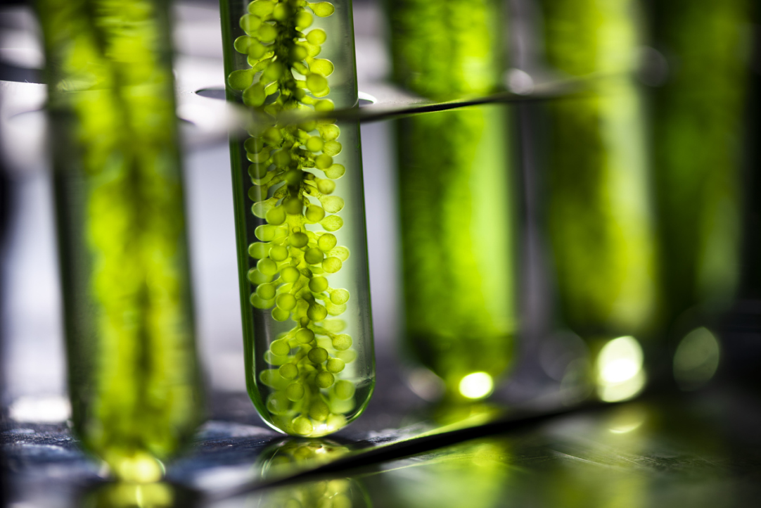 HSE University and Business Russia to Establish Bioeconomy Advisory Board Illustration for news: HSE University and Business Russia to Establish Bioeconomy Advisory Board