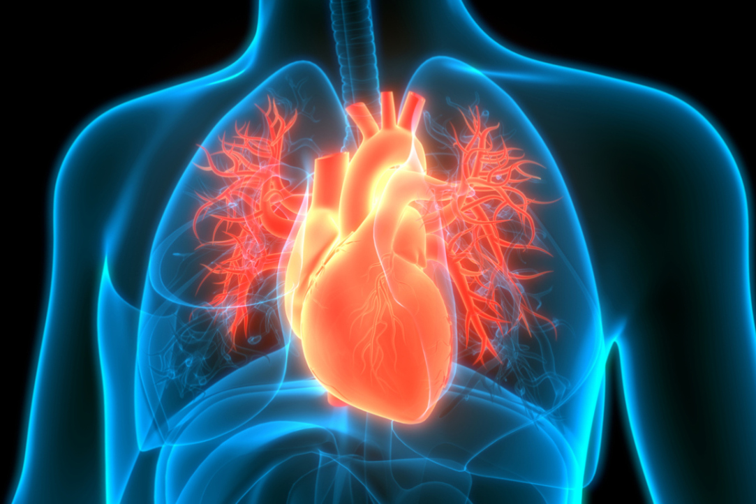 HSE University and Its Partners Will Create a Portfolio of Cardiodiagnostic Products Illustration for news: HSE University and Its Partners Will Create a Portfolio of Cardiodiagnostic Products